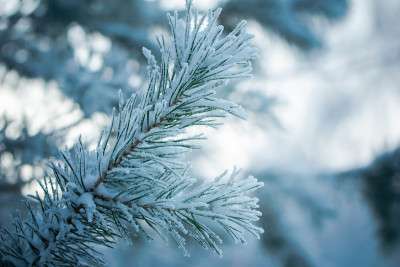 雪中的冷杉枝