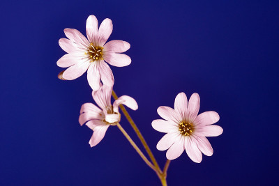 白色cerastium花