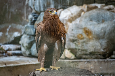 草原鹰是一种猛禽，它骄傲地坐在鸟舍里。Aquila nipalensis