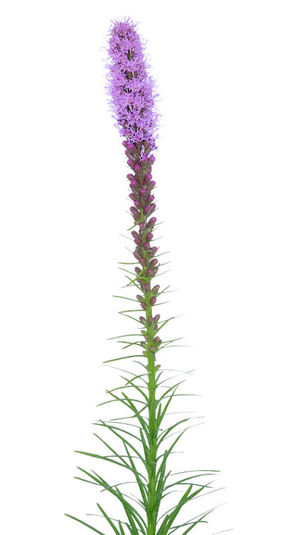 Liatris spicata花
