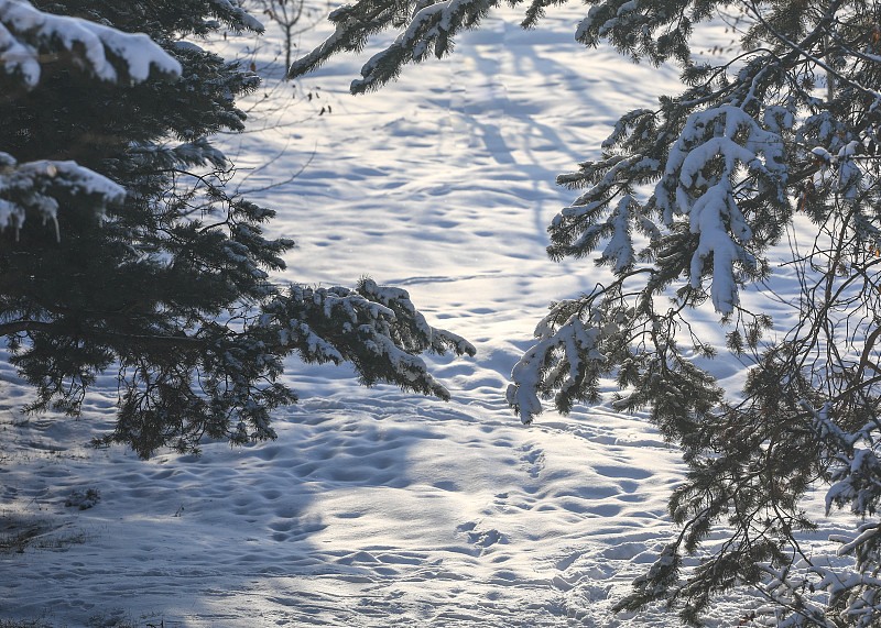 冷杉林中的雪道