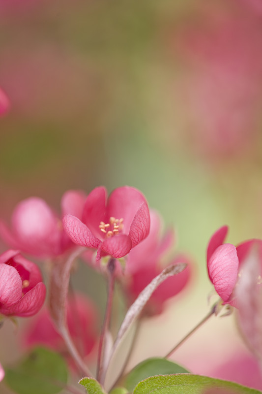 蟹苹果花