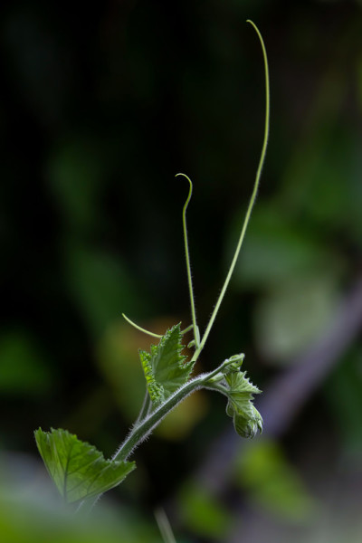 植物卷须