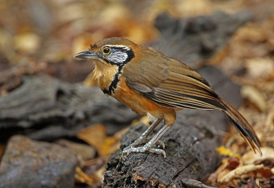 更大的民族laughingthrush