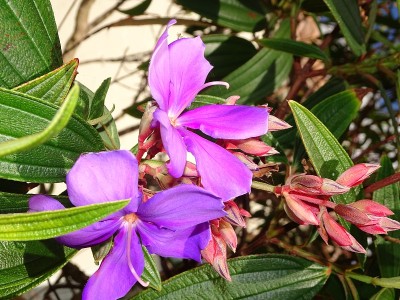 院子里开着热带紫色的花