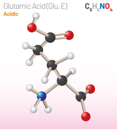 谷氨酸(Glu, E)氨基酸分子。(化学公式C5H9NO4)