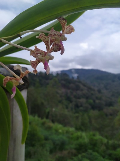 热带兰花