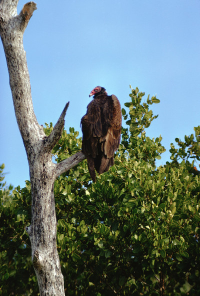 火鸡秃鹫（Cathartes Aura）