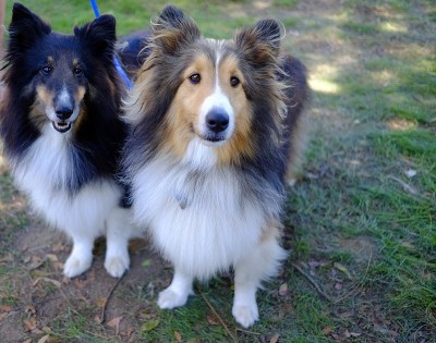 公园里的柯利牧羊犬