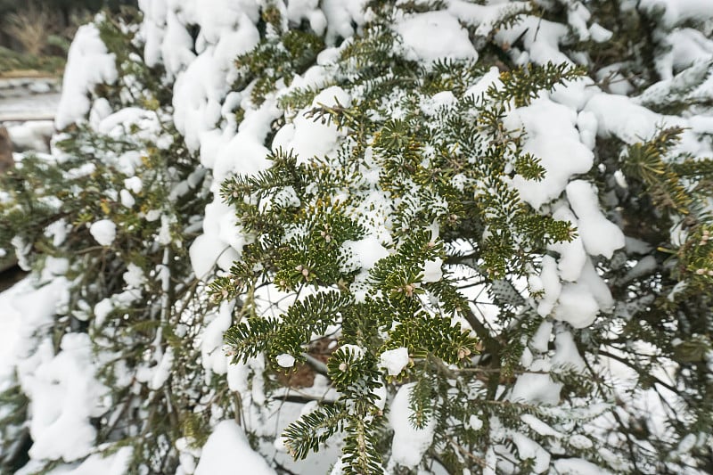 冬天，松树上覆盖着积雪