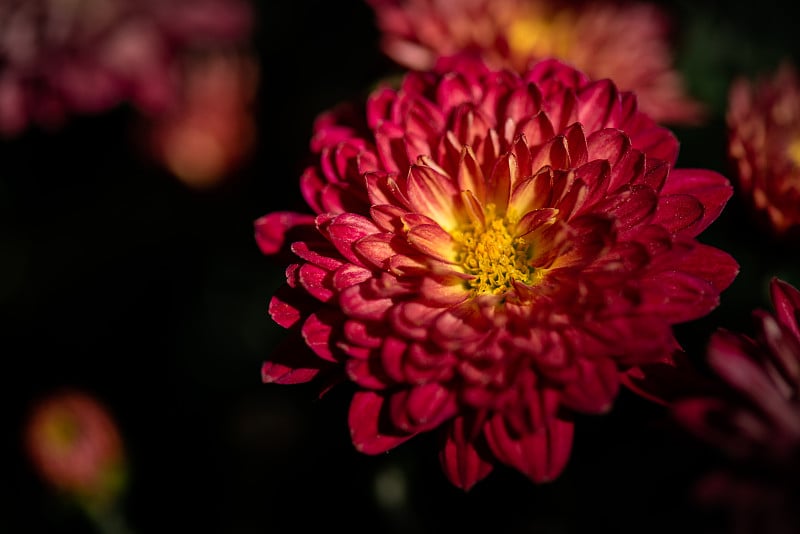 公园里有各种各样的菊花