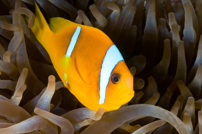 Anemonefish