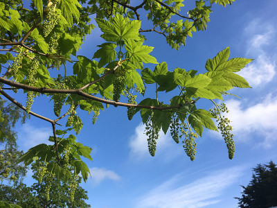 2018年5月，美国梧桐树开花