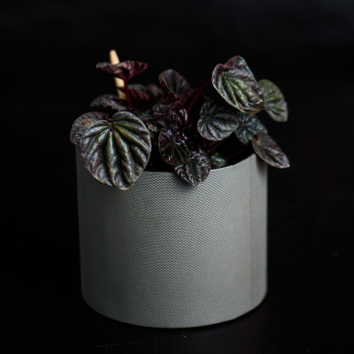 室内植物辣椒
