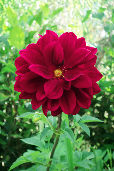 深红色非洲菊