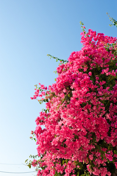 叶子花属