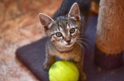猫的肖像