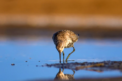 水鸟和五彩缤纷的大自然背景。常见的水鸟:鹬。Calidris ferruginea。