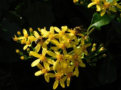 千里光和蜜蜂