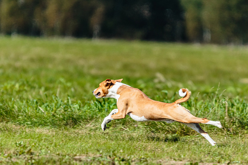 巴仙吉犬在绿地上引诱赛跑选手