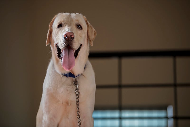 特写的棕黄色的拉布拉多犬，直视镜头，与外界隔绝。