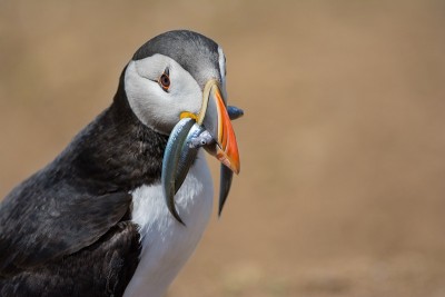 海雀和沙鳗鱼