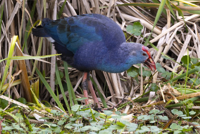 紫色Gallinule