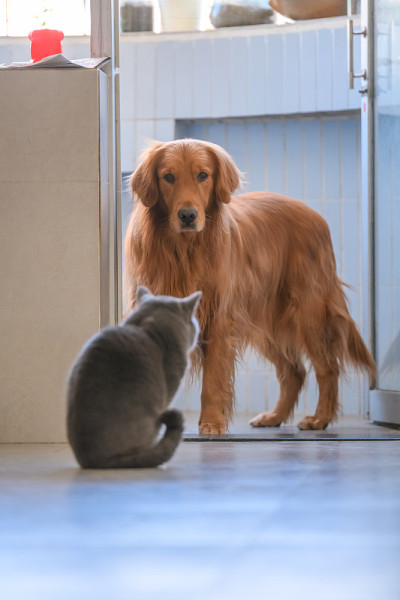 英国短毛猫和金毛猎犬