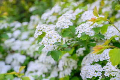 春天盛开的鲜花。海小叶花(Alyssum maritimum, Sweet Alyssum, Swe