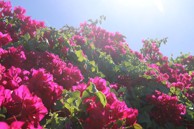 叶子花属和天空