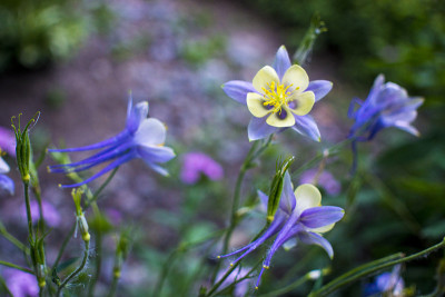 蓝紫色蓝铃花水仙花，耧斗菜，集水草