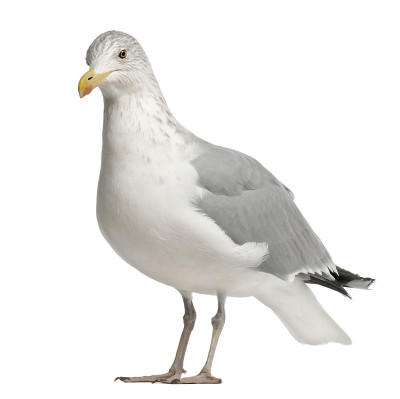欧洲银鸥，Larus argentatus, 4岁，站立