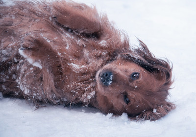 长毛腊肠犬在雪地里玩耍