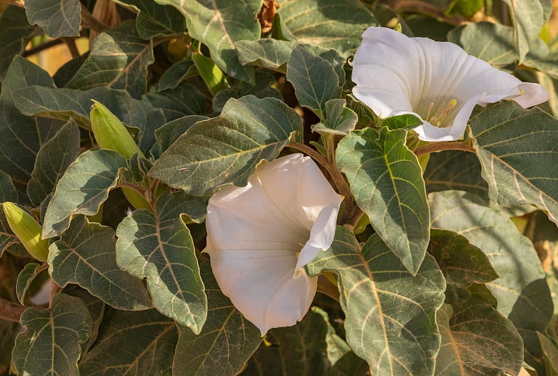 两朵白色曼陀罗花