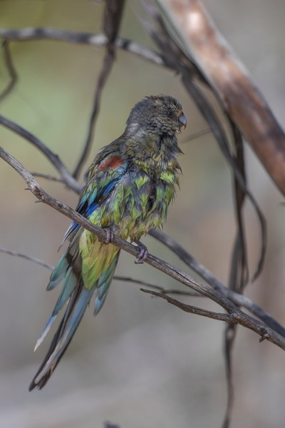 Mulga鹦鹉(Psephotus varius)