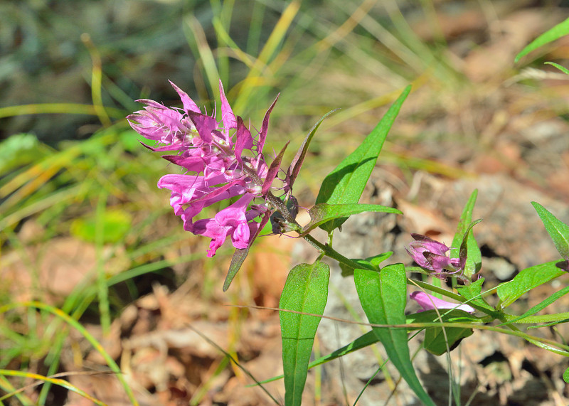 牛麦花(Melampyrum setaceum)