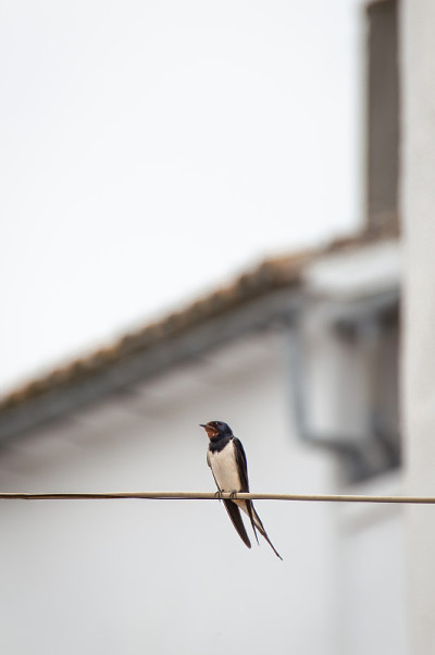 美丽的谷仓燕子(Hirundo rustica)在街道的电缆上休息，模糊的背景与城镇的白色房屋和复制