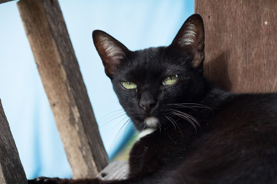 可爱的黑猫正在向上看