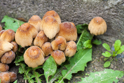 闪光墨盖菇(Coprinellus micaceus)的幼子实体特写
