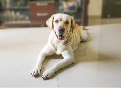 拉布拉多猎犬在地板上睡觉