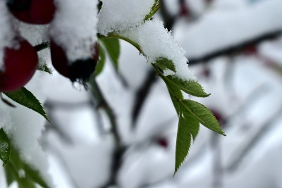 雪花落在树叶和玫瑰果上