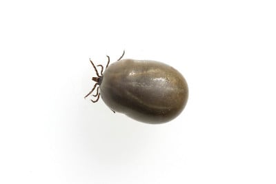 Zecke;Ixodes;蓖麻,满血