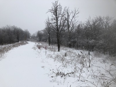 在一个霜冻的冬日，森林里的雪道