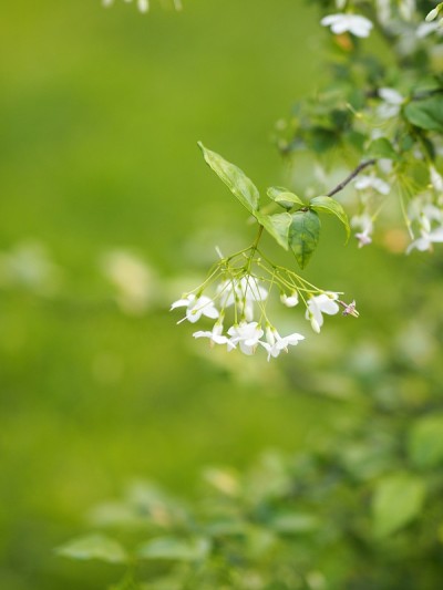 白花橙色茉莉花美丽的束