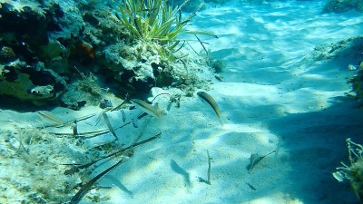 地中海彩虹濑鱼