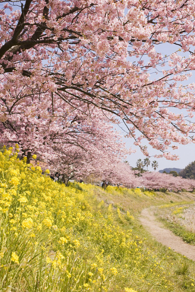 Shimokamo kawazu cherry blossom报道