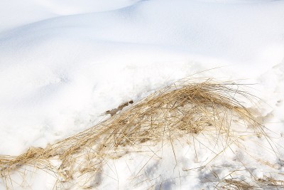 小草在雪地里。1