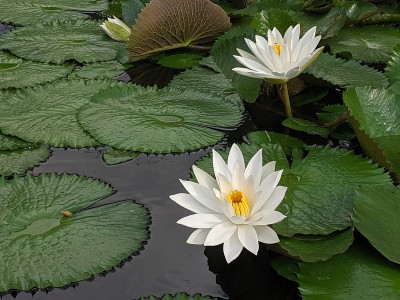 巴厘岛登巴萨的莲花