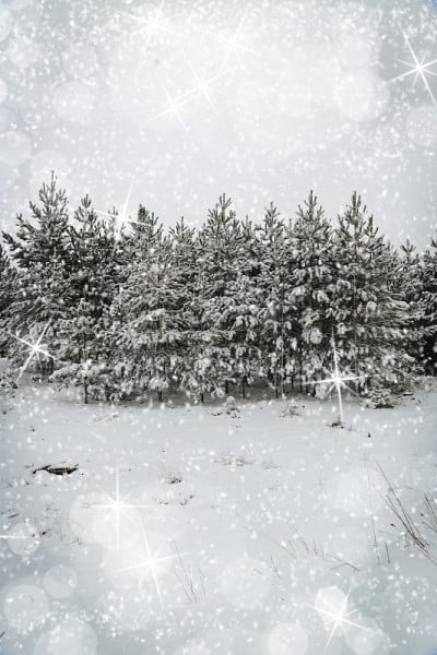 美丽的冬季景观和白雪覆盖的树木