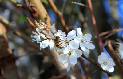 野生蜜蜂